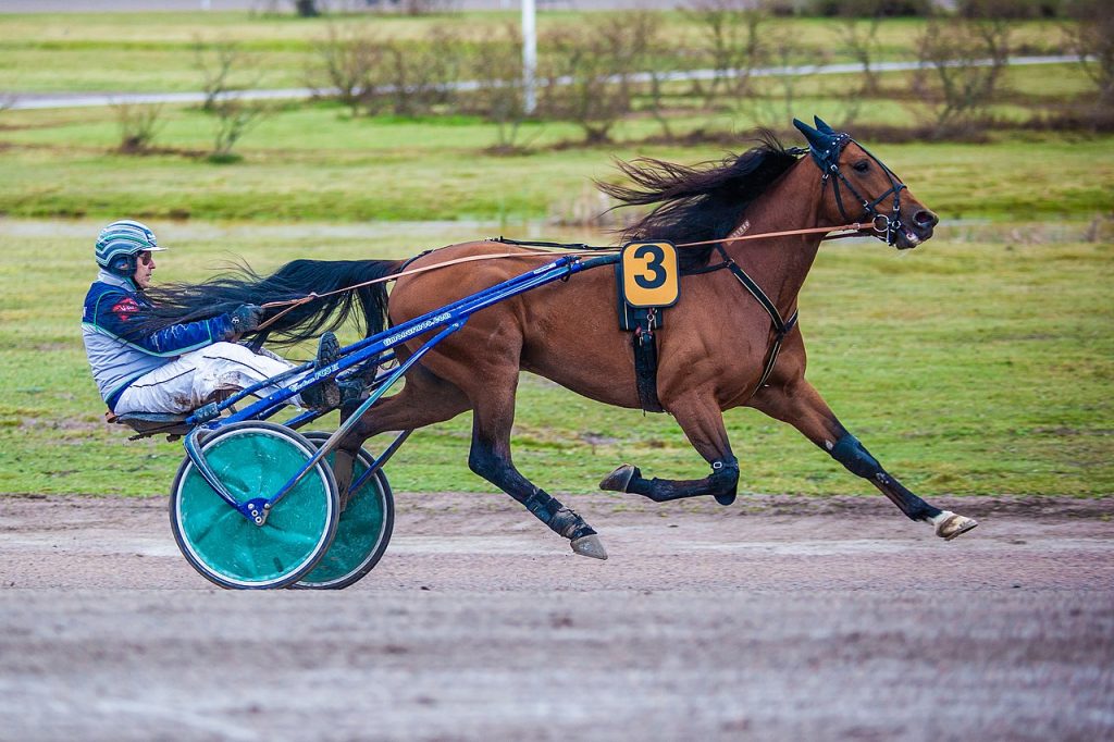 All you need to know about harness racing